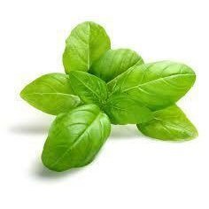 🌿 Basil Essential Oil 10ml – Green, Crisp & Peppery Freshness in a Bottle 🌿