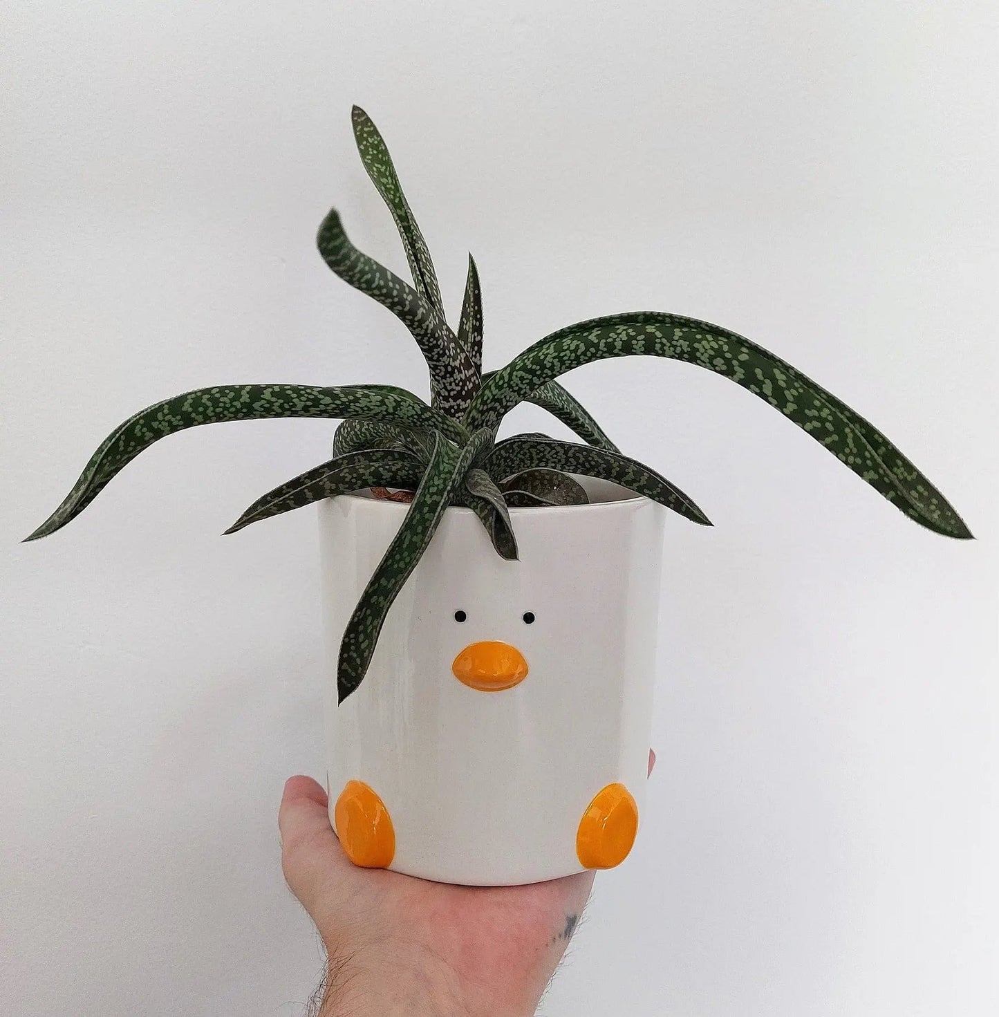 Duck Plant Pot by Haus of Honk – Cute 1L Pot with Drainage 🦆🌿