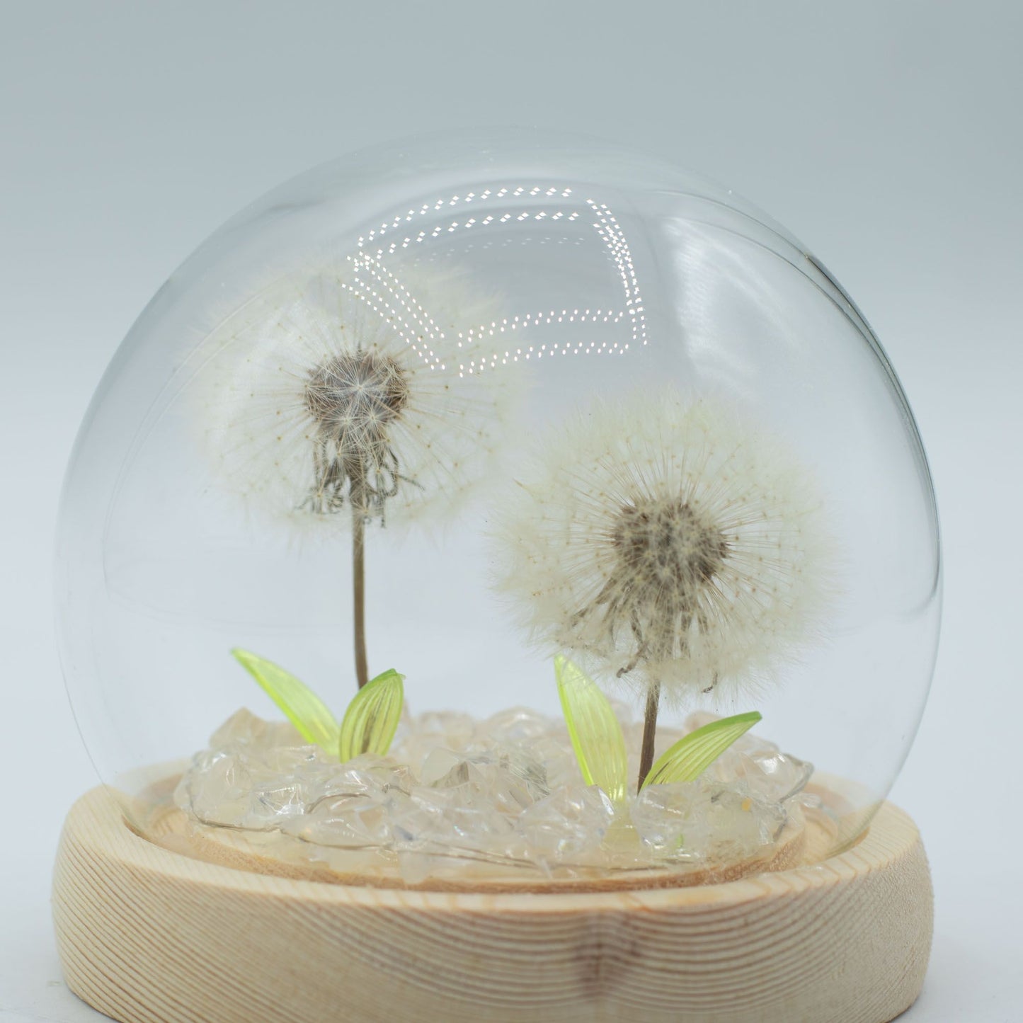 Floral Glow Garden Dome – 2 Dandelions 🌼✨ | Ambient LED Glass Dome Lamp on Wooden Base