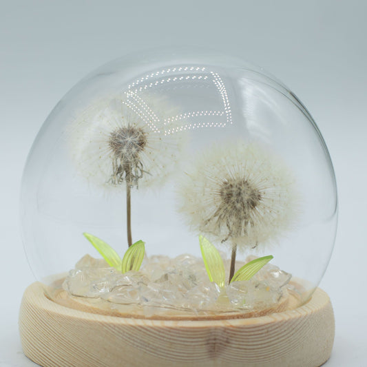 Floral Glow Garden Dome – 2 Dandelions 🌼✨ | Ambient LED Glass Dome Lamp on Wooden Base